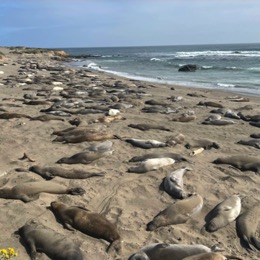 Elephant seals on the beach