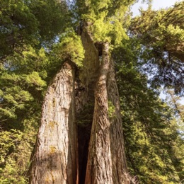 Corkscrew Tree