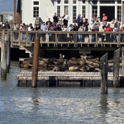 Sea lions at Pier 39