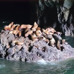 Sea Lion Caves