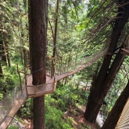 Trees of Mystery